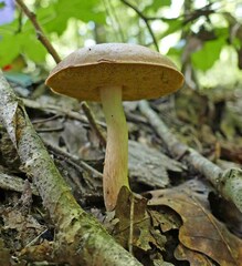 Aureoboletus pseudoauriporus