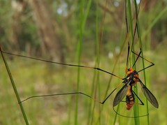 Leptotarsus clavatus