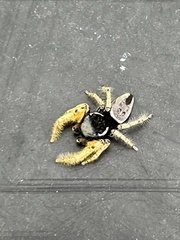 Phidippus arizonensis