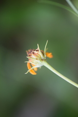 Thelesperma filifolium