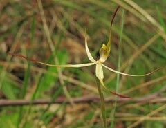 Caladenia australis