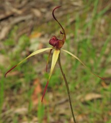 Caladenia australis