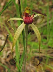 Caladenia australis