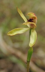 Caladenia transitoria