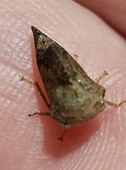 Telamonini
