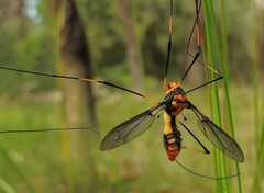Leptotarsus clavatus