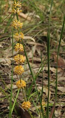 Lomandra multiflora multiflora