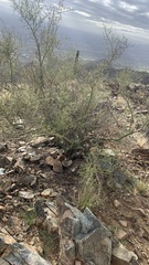 Parkinsonia microphylla