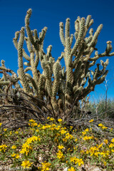 Cylindropuntia ganderi