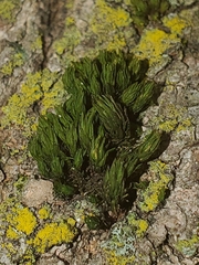 Lewinskya