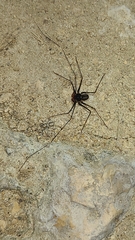 Phrynus operculatus