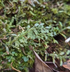 Selaginella