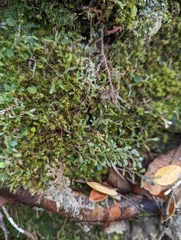 Selaginella