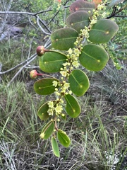 Phyllanthus myrsinites