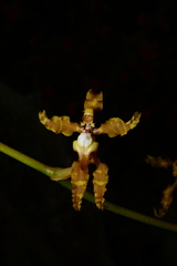 Cyrtochilum divaricatum