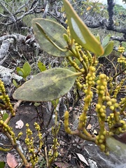 Santalaceae