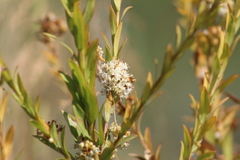 Cuscuta