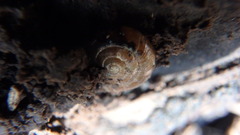 Trochulus hispidus