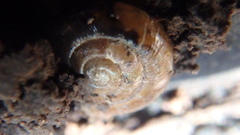 Trochulus hispidus