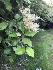 Brachyglottis repanda