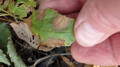 Mycosphaerella fraxinicola