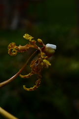 Cyrtochilum divaricatum