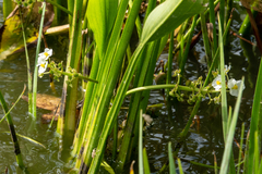 Sagittaria platyphylla