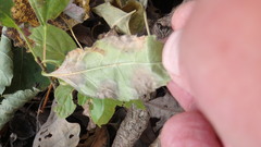 Mycosphaerella fraxinicola