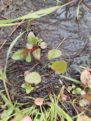 Ranunculus flammula