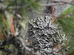 Parmeliopsis hyperopta