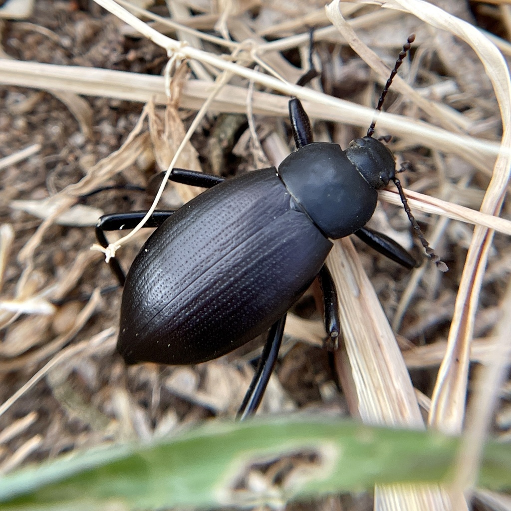 Eleodes striolata