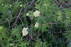 Sambucus sibirica