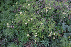 Sambucus sibirica