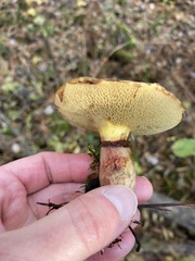 Suillus spectabilis