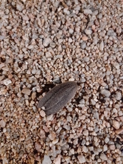 Phyllocaulis soleiformis