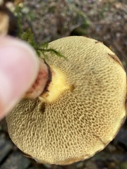 Suillus spectabilis