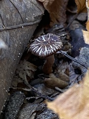 Arrhenia epichysium