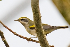 Vermivora chrysoptera