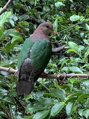 Chalcophaps longirostris