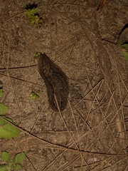 Phyllocaulis soleiformis