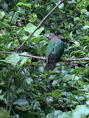 Chalcophaps longirostris