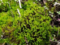 Bryum