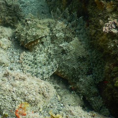 Scorpaena mystes
