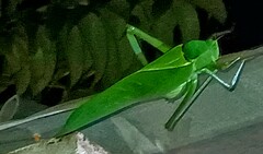 Stilpnochlora azteca