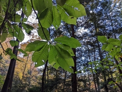 Magnolia macrophylla