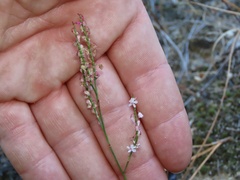 Polygonella articulata