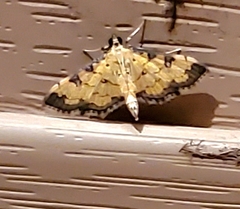 Ategumia ebulealis