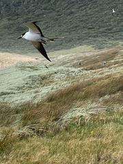 Onychoprion fuscatus