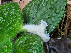 Episcia sphalera