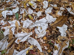 Magnolia macrophylla